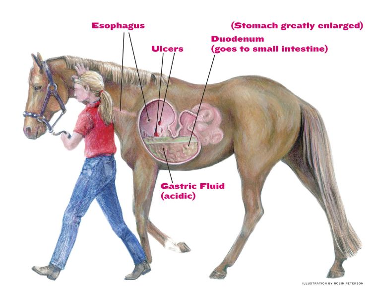 Diagram of a horse.
