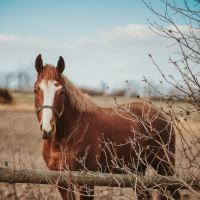 Picture of a horse