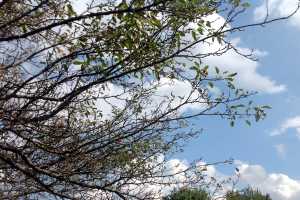 Why Is My Crabapple Tree Losing Leaves Msu Extension