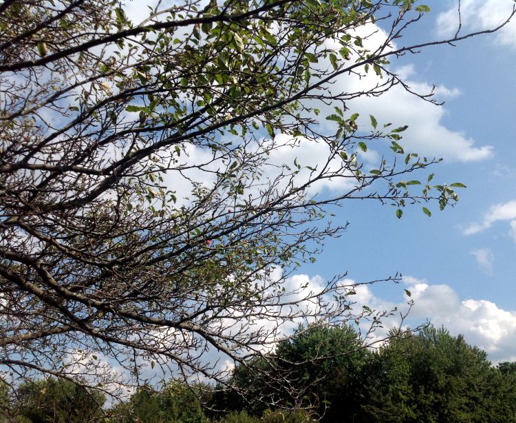 A crabapple tree with few leaves left due to apple scab in Ann Arbor. Photo by Bob Bricault, MSU Extension.