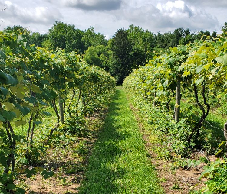 Grape vineyard.