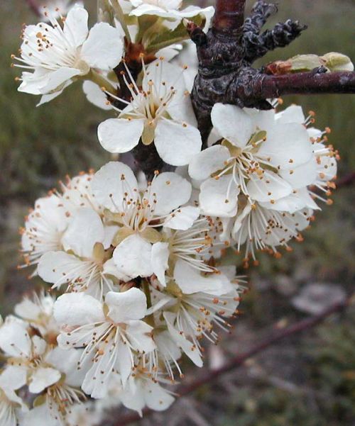 Bloom in Japanese plum. Photo credit: Mark Longstroth.
