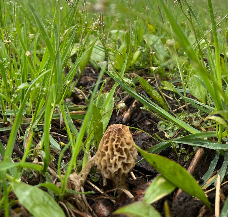 A morel mushroom.