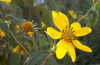 Paleleaf woodland sunflower