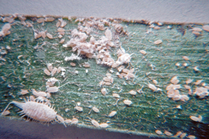 Mealybugs: A common pest of indoor plants