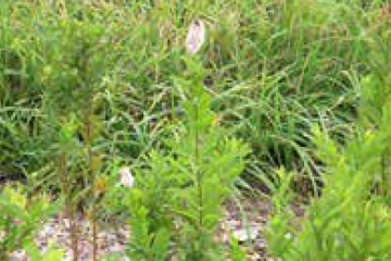 Meadowsweet