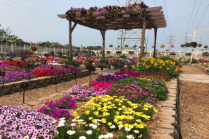 Best annual and perennial varieties according to the 2021 Michigan Plant Trials