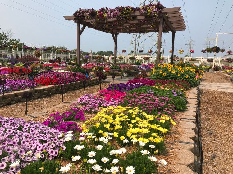 Dozens of flowers in a garden.