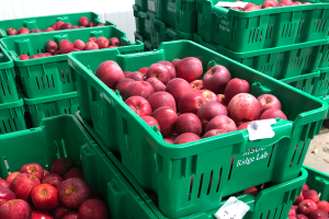 Grand Rapids area apple maturity report – Oct. 16, 2019