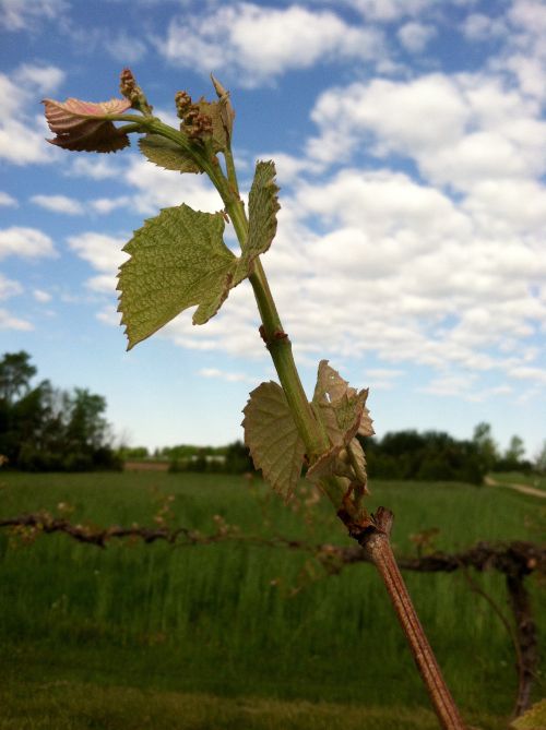 Several leaves unfolding on Concord shoots at Southwest Michigan Research and Extension Center. Photo: Brad Baughman, MSU Extension.