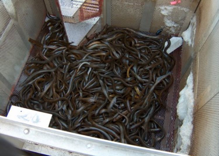 Invasive sea lamprey are shown in a trap. Photo: U.S. Fish and Wildlife Service