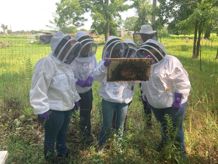Veterinary students inspecting a frame from a honey bee hive.