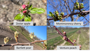 West central Michigan tree fruit update – May 10, 2022