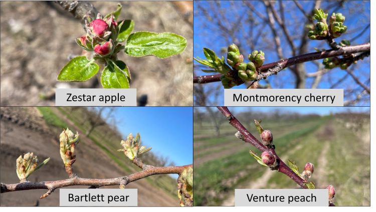 Apple, peach, cherry and pear branches.