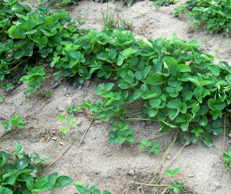 Runners and daughter plants are clearly visible in strawberry fields that were planted this spring. Photo by Mark Longstroth, MSU Extension