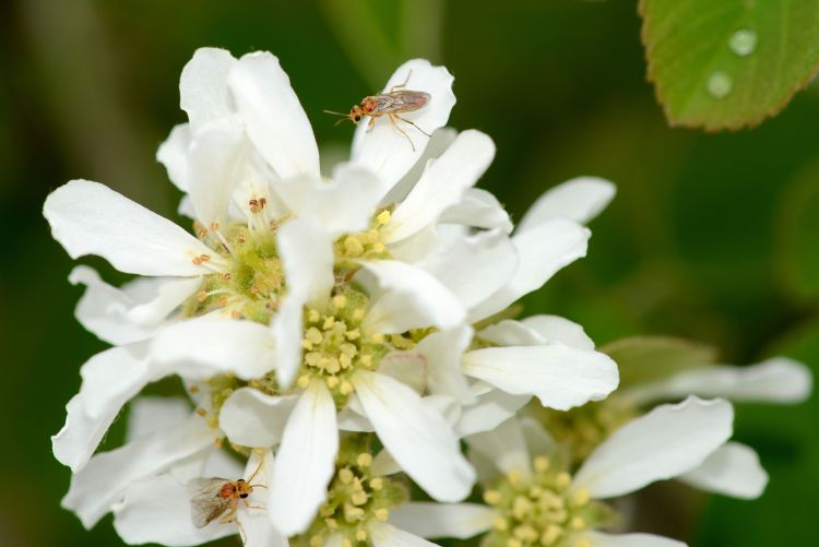 Saskatoon sawfly adult. All photos by Duke Elsner, MSU Extension.