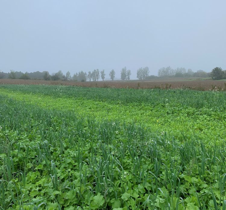 Cover crops growing in a field.