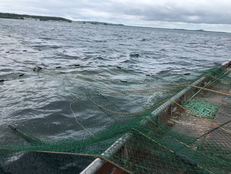 Commercial fishing vessel lifting a trap net for fish.