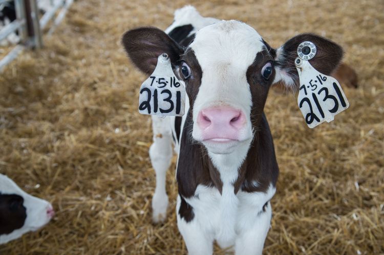 Calf looks into the camera. | MSU Extension Communications