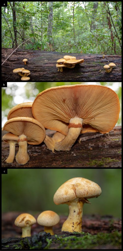 a) A picture showing G. luteus growing on a well decayed log in a hardwood forest. b) The underside of G. luteus revealing gill spacing and a rusty-brown partial veil. c) This picture shows the partial veil just beginning to separate from the pileus.