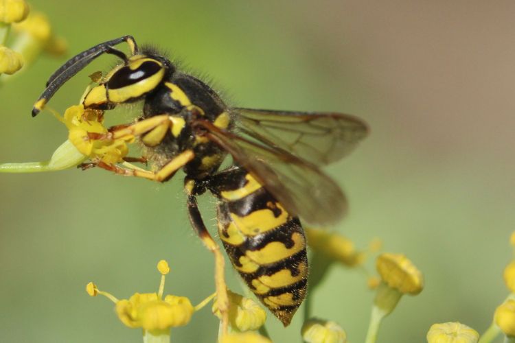 A wasp on a flower.