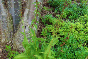 Broadleaf helleborine: A weedy orchid invading lawns and flowerbeds