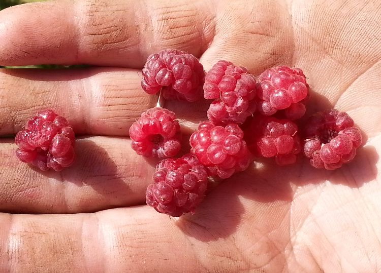 Crumbly fruit from field-grown raspberries.