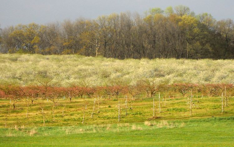 White tart cherry bloom provides a backdrop to rosy peach blossoms and stone fruit are in full bloom in northern Berrien County. All photos by Mark Longstroth, MSU Extension.