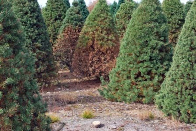 Scots pine showing typical symptoms of brown spot needle blight. Photo by Jill O’Donnell, MSU Extension.