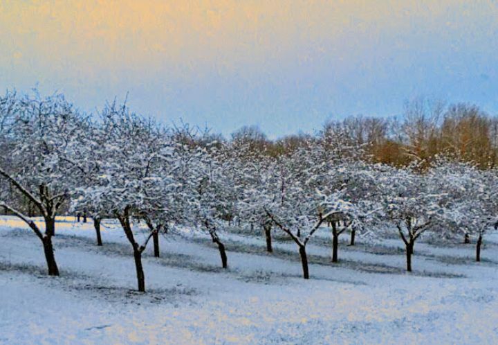 Southwest Michigan Fruit Update April 30 2019 Fruit Nuts