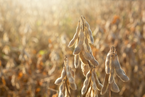 Controlling soybean diseases with lab, field tools