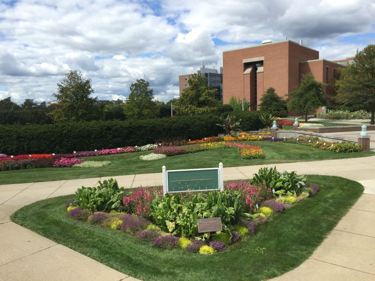 The 2017 MSU Trial Gardens. All photos by Daedre McGrath, MSU.