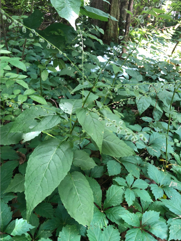 Enchanter's nightshade plant