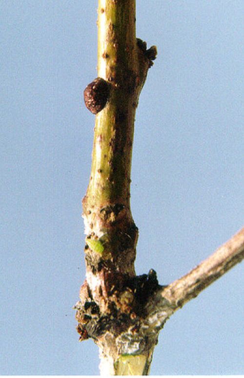 Scale and aphid on a honeylocust twig.