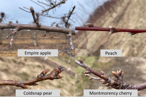 West central Michigan tree fruit update – April 13, 2022