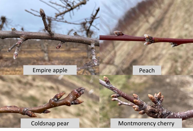 Apple, peach, cherry and pear branches.