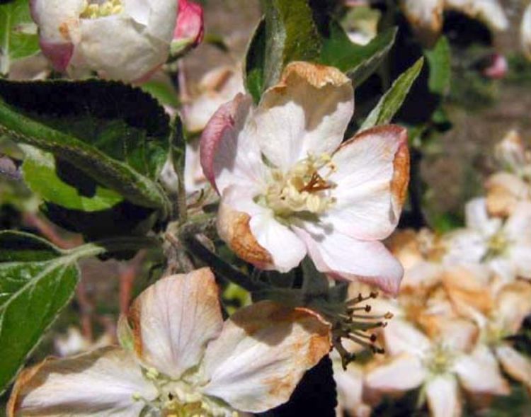 Browning of Golden Delicious caused by frost-freeze. Photo credit: Mark Longstroth, MSU Extension