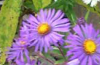 New England aster