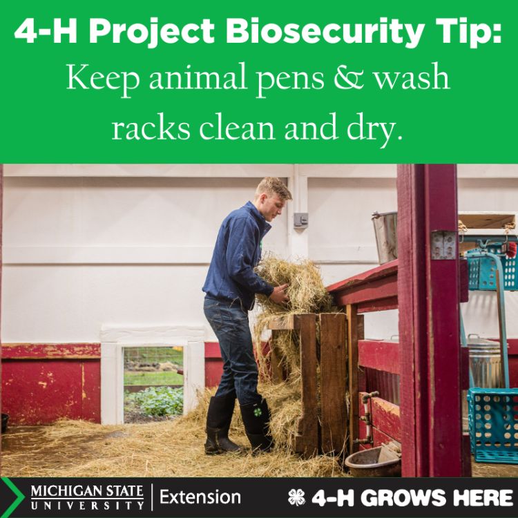 A picture of a boy shaking out straw in a pen. The words 4-H project biosecurity tip: keep animal pens and wash racks clean and dry.