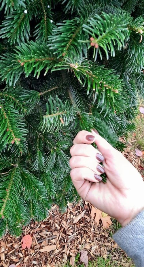 A hand pulling on the needles of a Christmas tree.