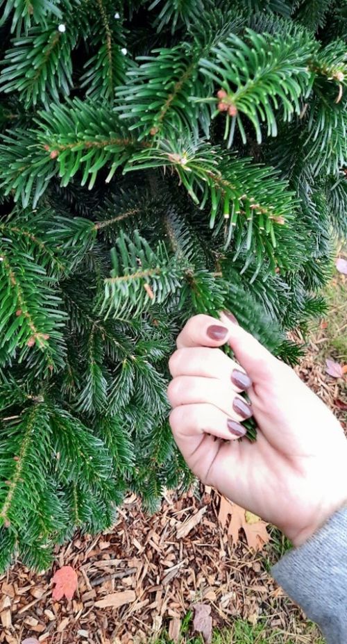Making your real Christmas tree last through the holidays