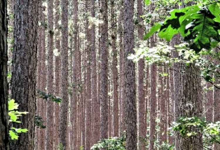 More On Red Pine Forestry
