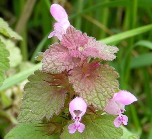 Close up of purple deadnettle flowers. In Great Britain they call this plant red deadnettle instead of purple deadnettle. Photo by Wikimedia Commons.