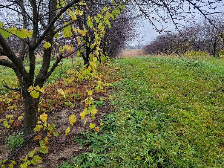 A cherry orchard infested with weeds.