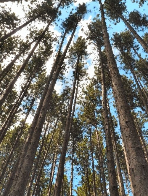 Red pine stand where crowns have grown too small for stand recovery.