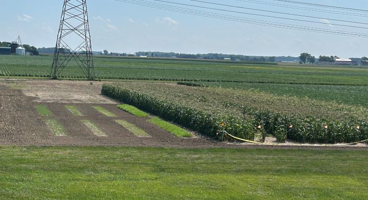 A research field with rectangular cover crop plots bordered by bare soil, next to rows of tall corn marked with orange flags. Power lines and a transmission tower stand in the background, with additional crop fields and farm buildings visible on the horizon.