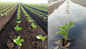 Michigan vegetable crop report – May 19, 2021