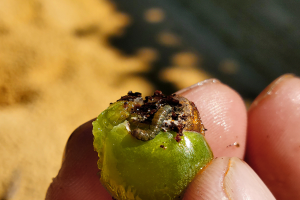 Berry moth control: Preparing for the 2020 grape harvest