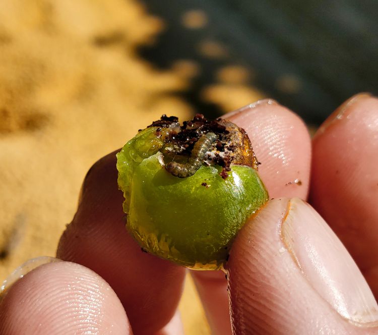 Grape berry moth larva in Niagara