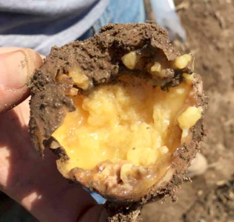 Photo 1. Tuber infected with Dickeya dianthicola: Rotting tissue is mushy, slimy and water soaked; infected areas often turn brown or black around the rotting area upon exposure to air.